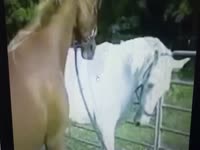 Gay beastiality stories taking two horse cock